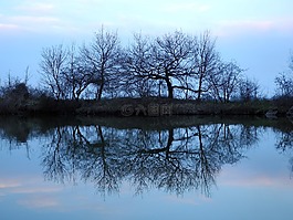 樹(shù),反射,水