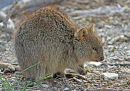 quokka,有袋动物,袋鼠