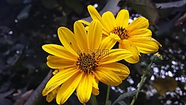 瑪格麗特,花,黃色