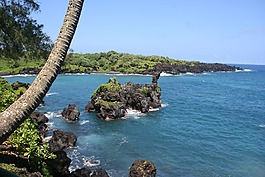棕櫚樹,夏威夷,毛伊島