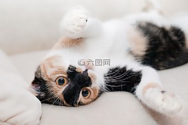 貓,最喜愛,放寬