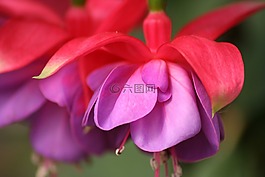 花,開花,鮮花