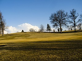 森林,公園,景觀