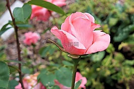 玫瑰,花,開花