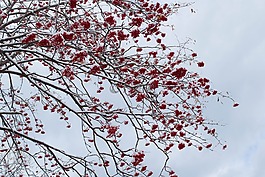 洛恩,冬季,雪
