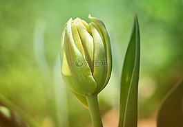 花,郁金香,關(guān)閉