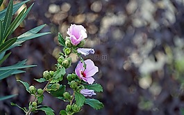 芙蓉,粉紅色的花,花