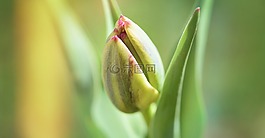 花,郁金香,關閉
