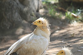 鳥(niǎo),兀鷲,野生動(dòng)物