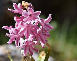 风信子,花,鲜花