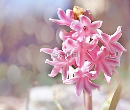 風(fēng)信子,花,廠