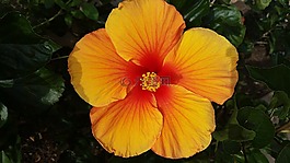 開放的花,芙蓉花,幸?；?/>
                            </a>
                            <div   id=