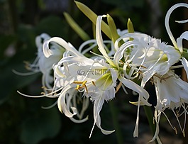 b?onczatka,水鬼,白