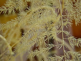 植物,干,秋