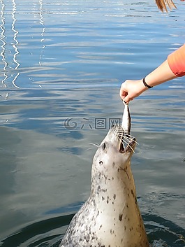 密封,喂養(yǎng),動物