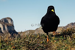 黑鳥,嘴黃色,黑