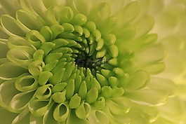 花,性質(zhì),開花