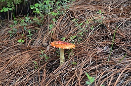 真菌,自然,蘑菇