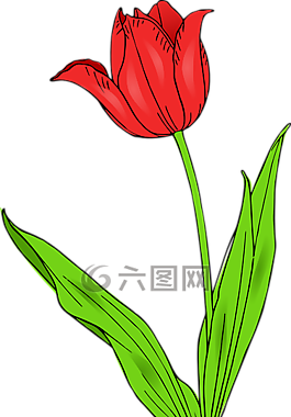郁金香,花,自然