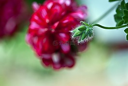 天竺葵,花芽,花