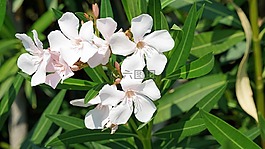 厂,芙蓉,锦葵