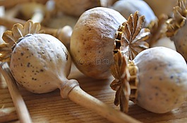 罌粟干燥,干花,罌粟