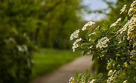 性質(zhì),樹,植物