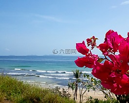 九重葛,藍(lán)色的天空,景觀
