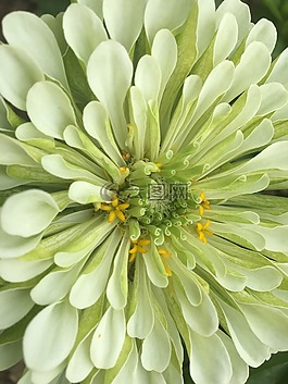 嬌琴紗,花,綠色