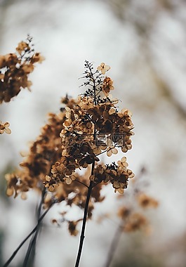 植物,秋,自然