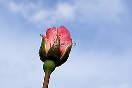 玫瑰,花,開花