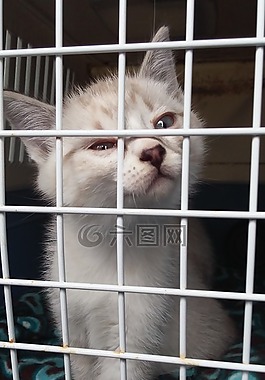基蒂,可爱,猫
