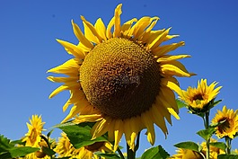 花,向日葵,太陽