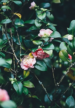鮮花,開花,春