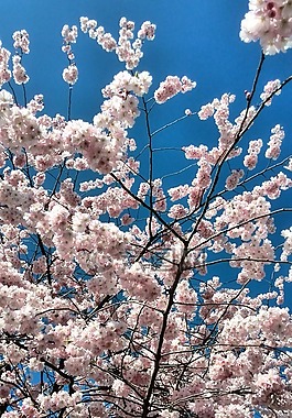 日本樱花,blütenzauber,樱桃
