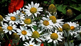 野花,性質(zhì),植物