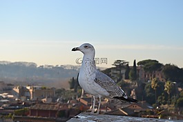 海鷗,鳥,動物群