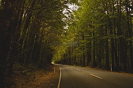 農(nóng)村公路,森林,路