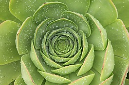 植物,綠色,濕