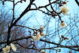 花,櫻花,白