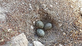 moeveneier,鸟蛋,鸟巢