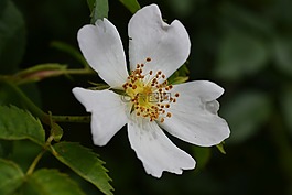荊棘,野花,花卉