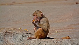 狒狒,猴子,靈長類動(dòng)物