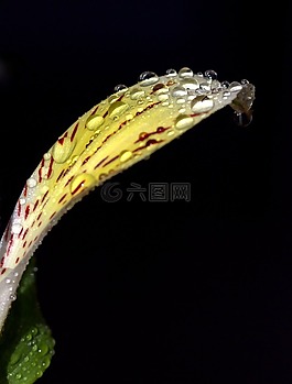 花瓣,濕,黃色