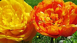 郁金香,花,自然