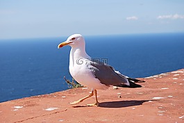 海鸥,海鹰,海
