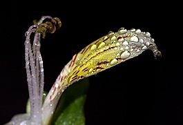 花瓣,濕,黃色