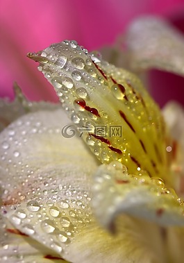 花瓣,濕,黃色