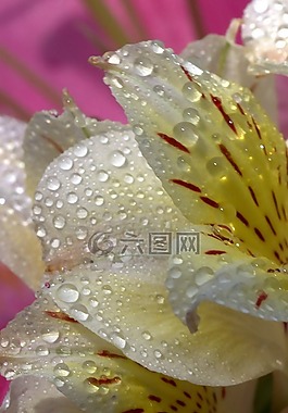 花瓣,濕,黃色