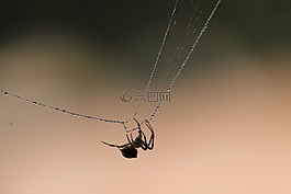 蜘蛛,web,自然